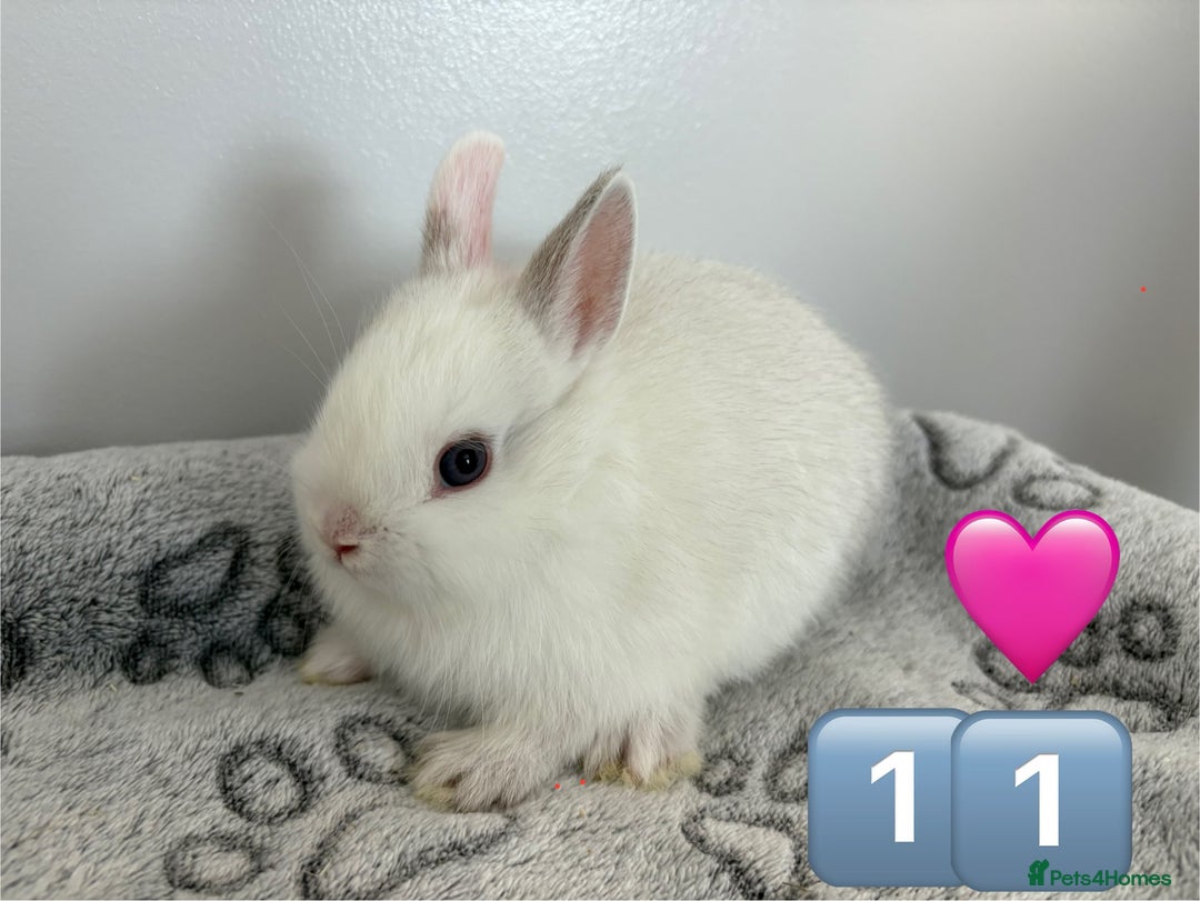 Netherland Dwarf rabbits for sale: 14 x Netherland Dwarf Bunnies 🐰🏡 🥰  - Image 23