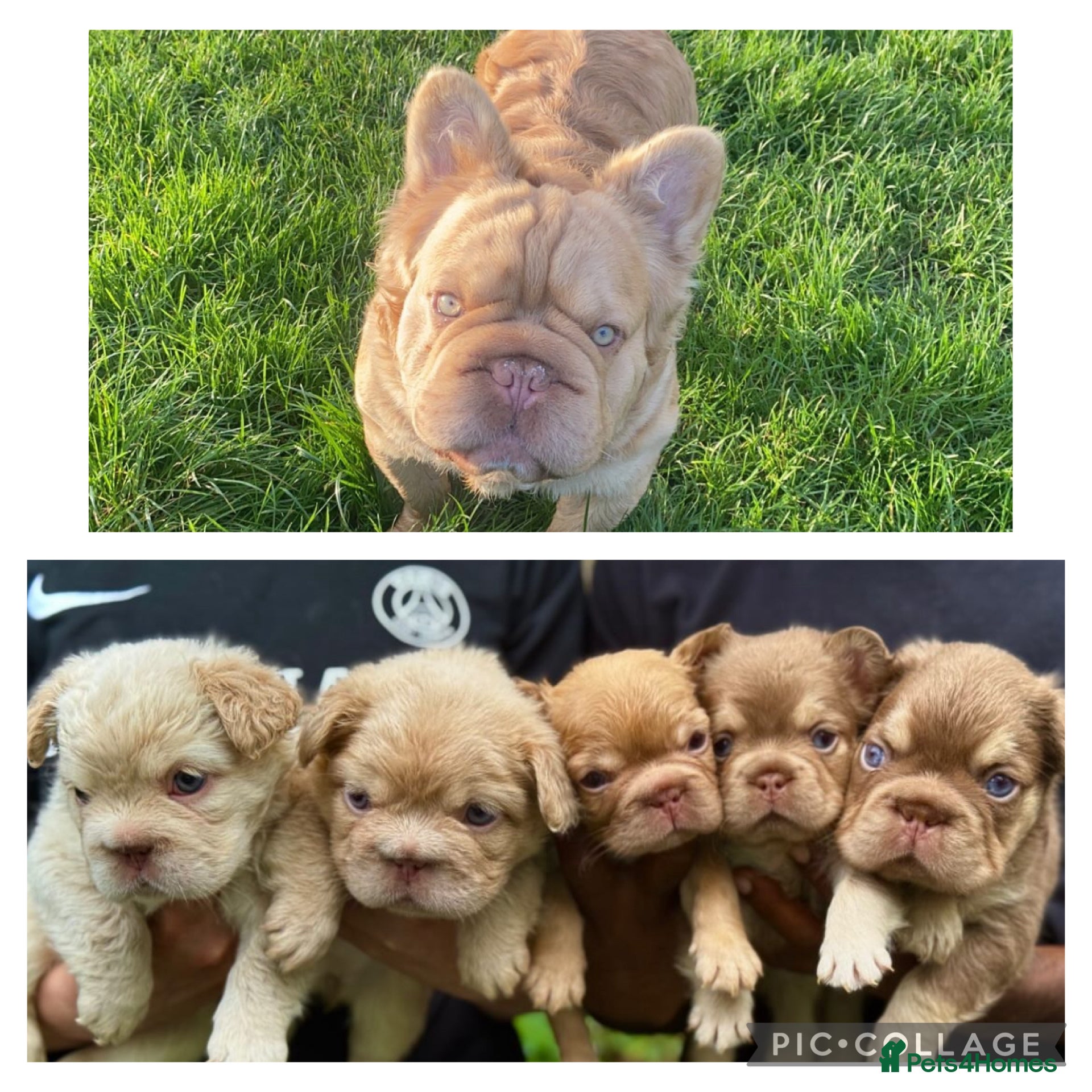 French Bulldog dogs FLUFFY ROPES BLAZE & BOZO  in Liverpool - Advert 1