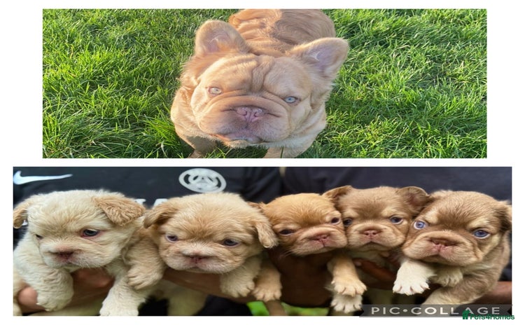French Bulldog dogs in Liverpool - Advert 12