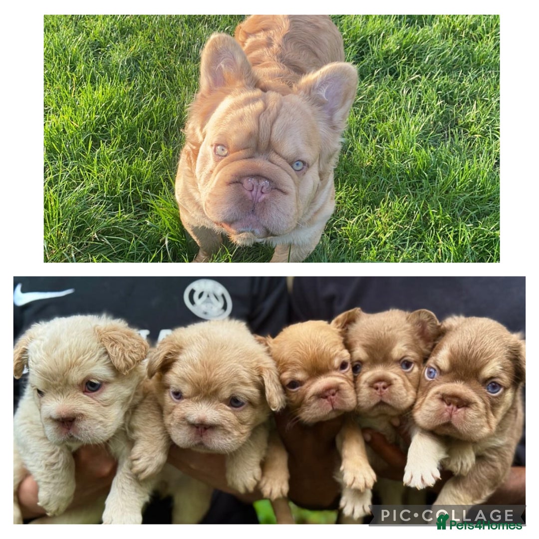 French Bulldog dogs for stud: FLUFFY ROPES BLAZE & BOZO  in Liverpool - Advert 1