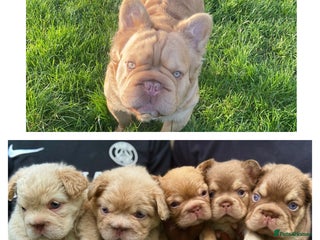 French Bulldog dogs in Liverpool - Advert 23