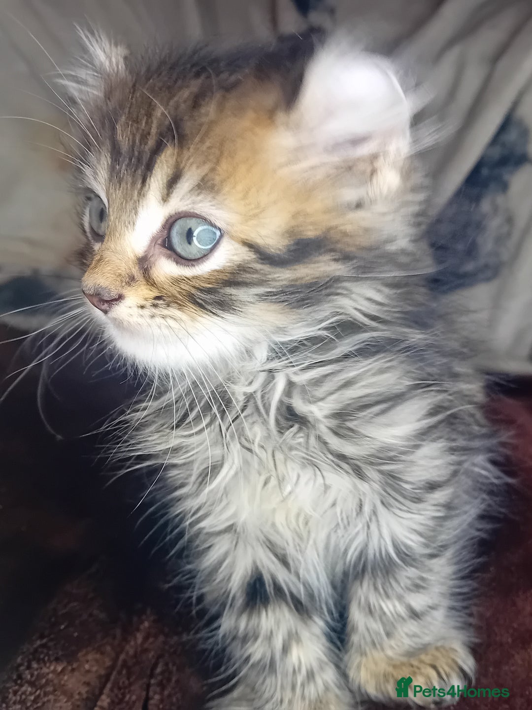 Bengal cats for sale: BengalX Ragdoll, American curl kittens - Advert 14