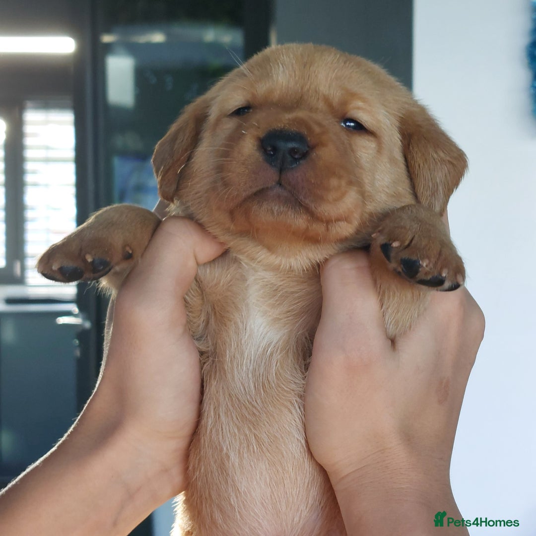 Labrador Retriever dogs for sale: Coco’s Labrador Puppies Seeking Loving Homes - Advert 25