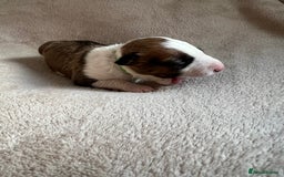English Bull Terrier dogs for sale: English bull terriers  - Image 23