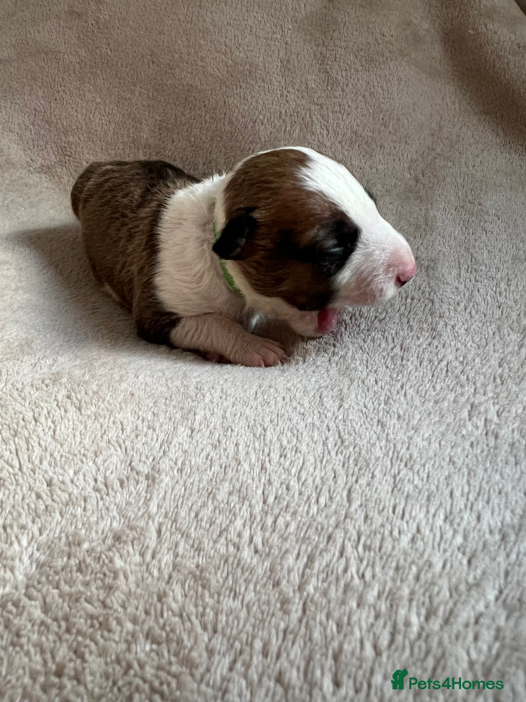 English Bull Terrier dogs for sale: English bull terriers  - Image 23