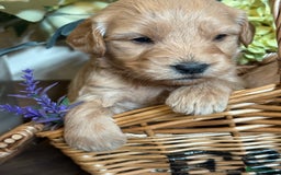 Mini Goldendoodle dogs for sale: Health tested Minature dark red/golden doodles  - Image 13
