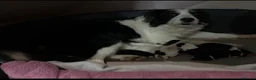 Border Collie dogs for sale: cute little collie female in Doune - Advert 2