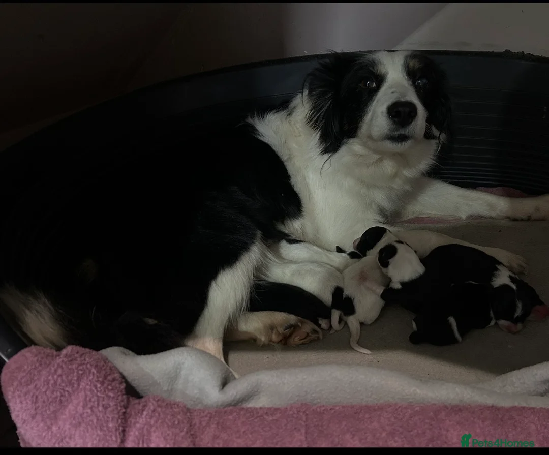 Border Collie dogs for sale: cute little collie female in Doune - Advert 2