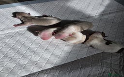 Chihuahua dogs for sale: Chihauhau puppies ready early November - Image 3
