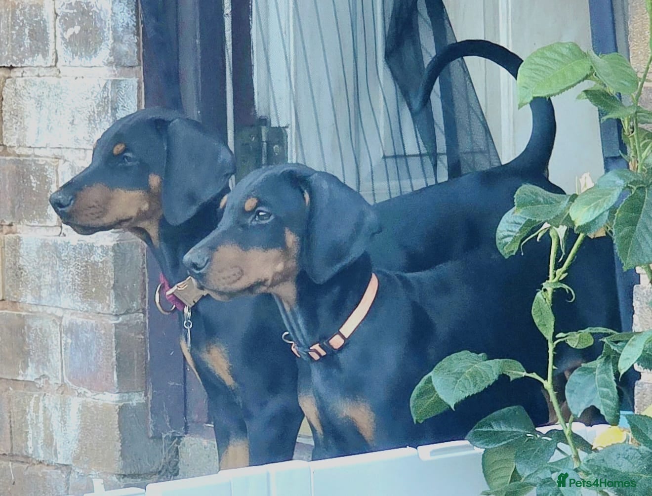 Dobermann dogs ⭐️⭐️⭐️⭐️⭐️ KC Reg Euro Dobermann male available.  - Advert 16