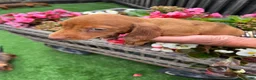 Miniature Dachshund dogs for sale: Miniature Daschund  - Advert 19