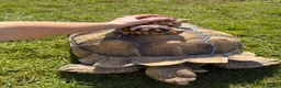 Tortoise reptiles for sale: Very Large Sulcata for sale  in Ipswich - Advert 5