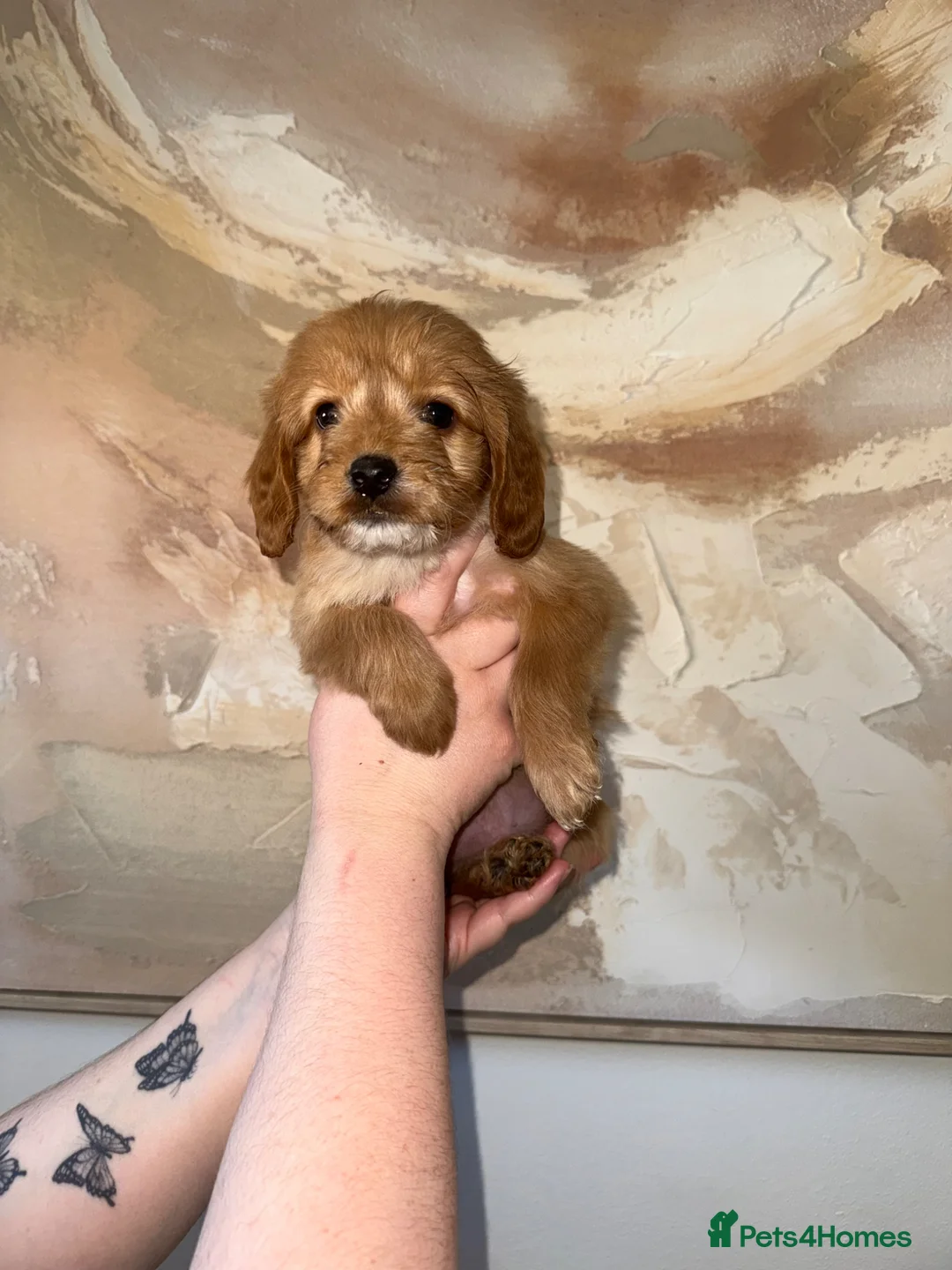 Cockapoo dogs for sale: F1 Health tested cockapoos 😍🔥⭐️ in Liverpool - Advert 2