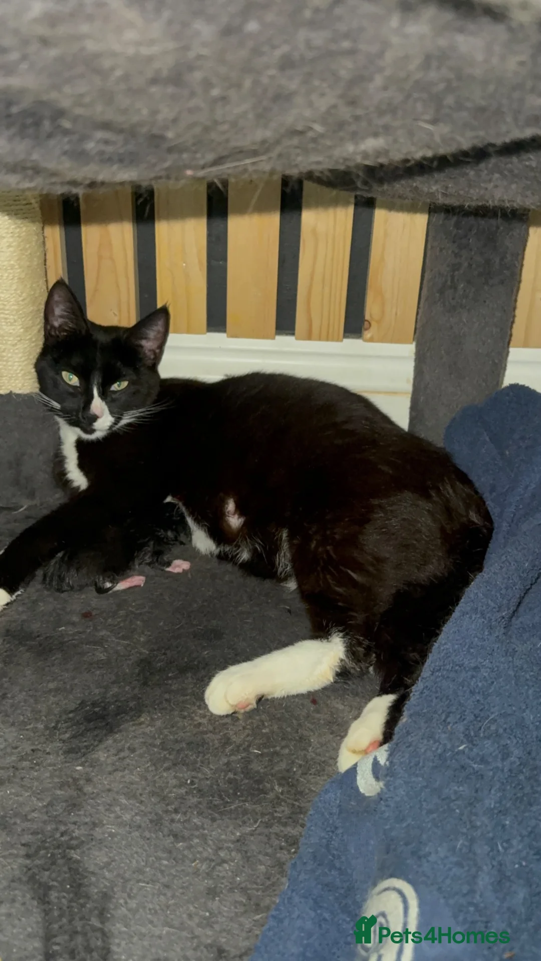 Mixed Breed cats for sale: Mixture of beautiful Kitten  - Advert 2