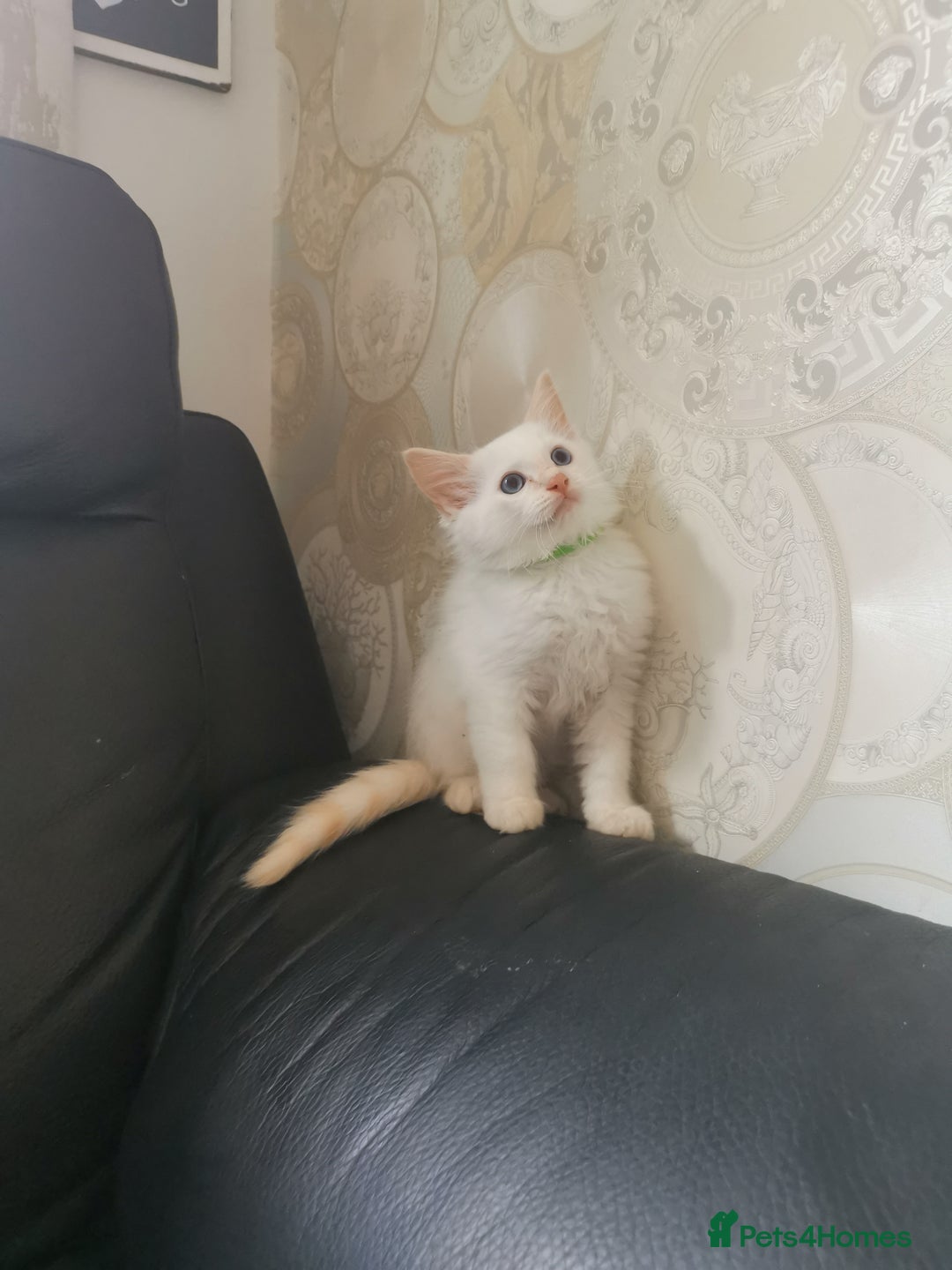 Ragdoll cats for sale: Pure breed health tested ragdoll kittens  - Image 6