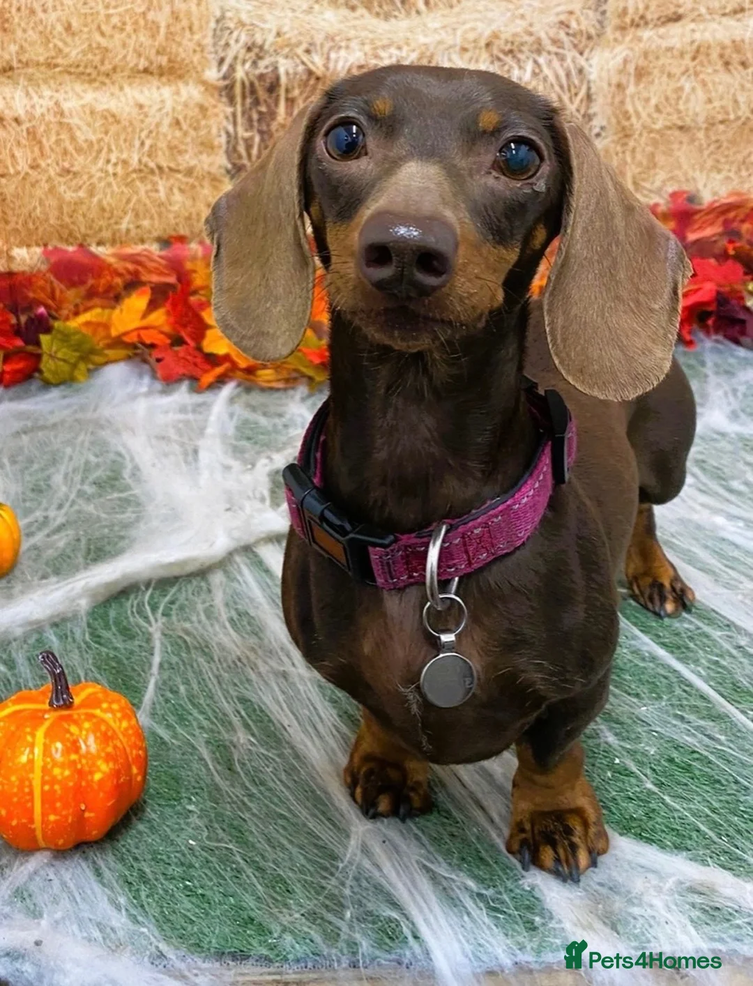 Miniature Dachshund dogs for sale: Miniature Dachshund - Advert 2