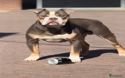 Old Tyme Bulldog dogs for stud: Exceptional 5⭐️Licensed & Registered 23 years expe in Wisbech - Image 2
