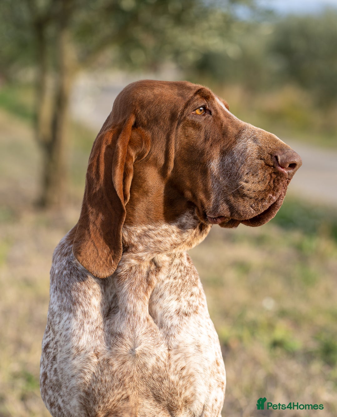 Bracco Italiano dogs for sale: Puppies due end of Jan!!   - Advert 18