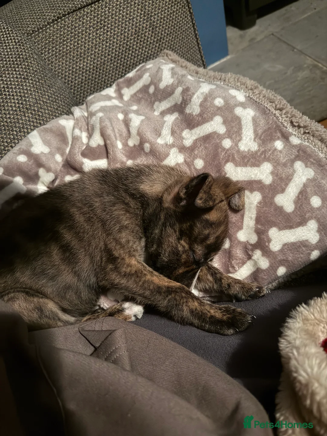 Mixed Breed dogs for sale: 11 Week Staffy and Husky Cross - Advert 3