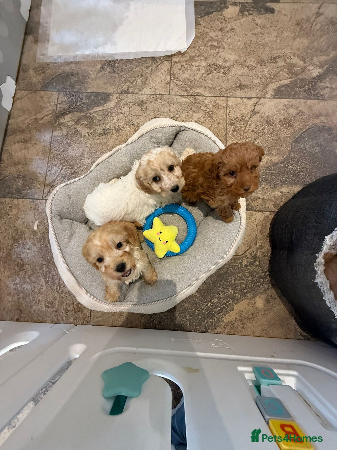 Cockapoo dogs for sale: COCKAPOO Puppies (Small Breed) - Advert 1