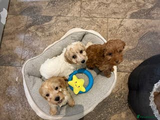 Cockapoo dogs COCKAPOO Puppies (Small Breed) - Advert 2