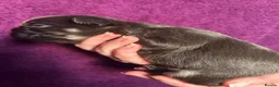 French Bulldog dogs for sale: Fluffy French bulldog puppies - Advert 26