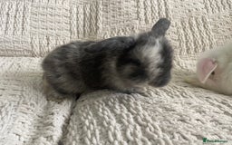 Mini Lop rabbits for sale: Mini lop babies available  - Image 22