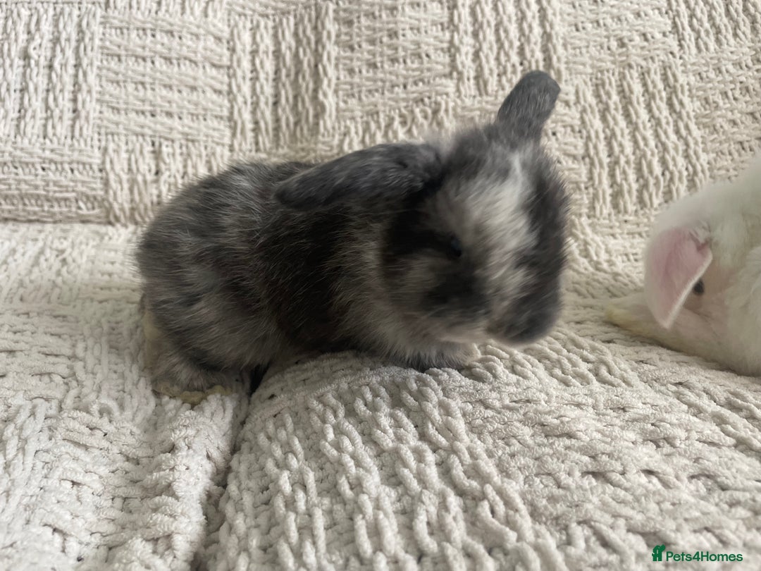 Mini Lop rabbits for sale: Mini lop babies available  - Image 22