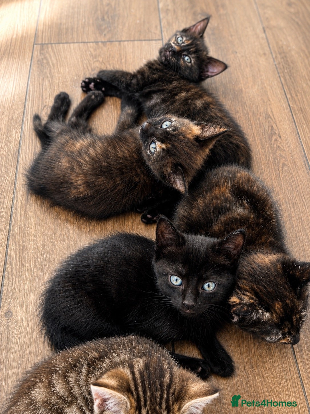 Mixed Breed cats 7 kittens  - Advert 1