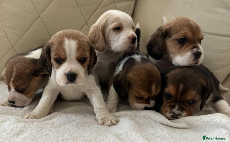 Beagle dogs - Advert 5