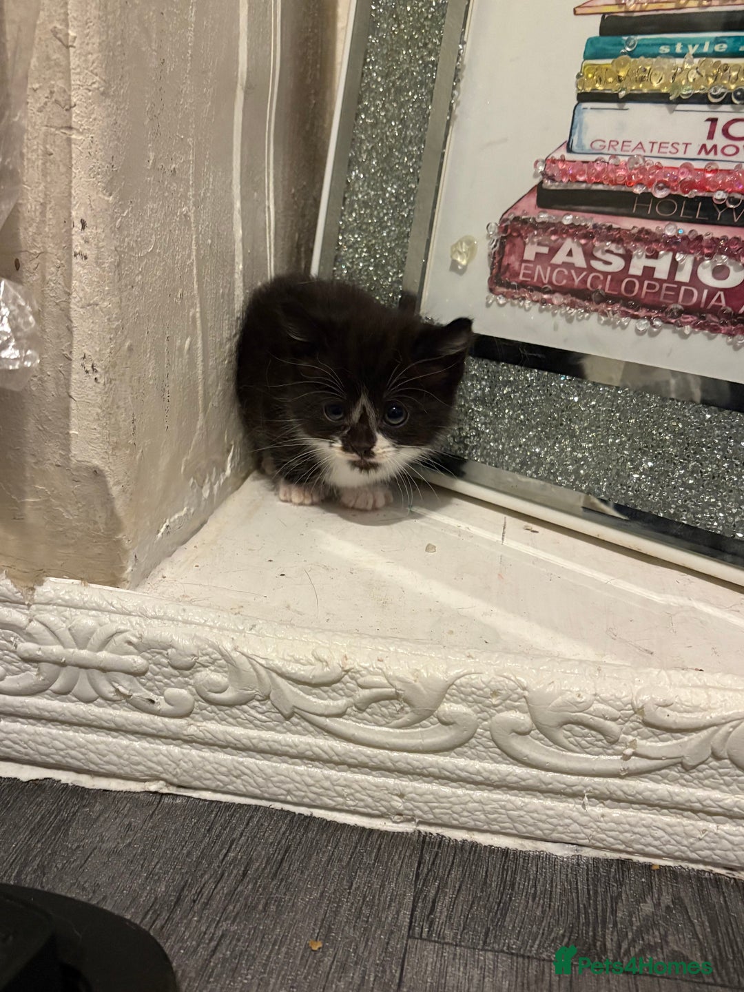 British Longhair cats for sale: british shorthair and longhair kittens for sale  - Advert 17