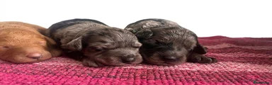 Cockapoo Puppy 3
