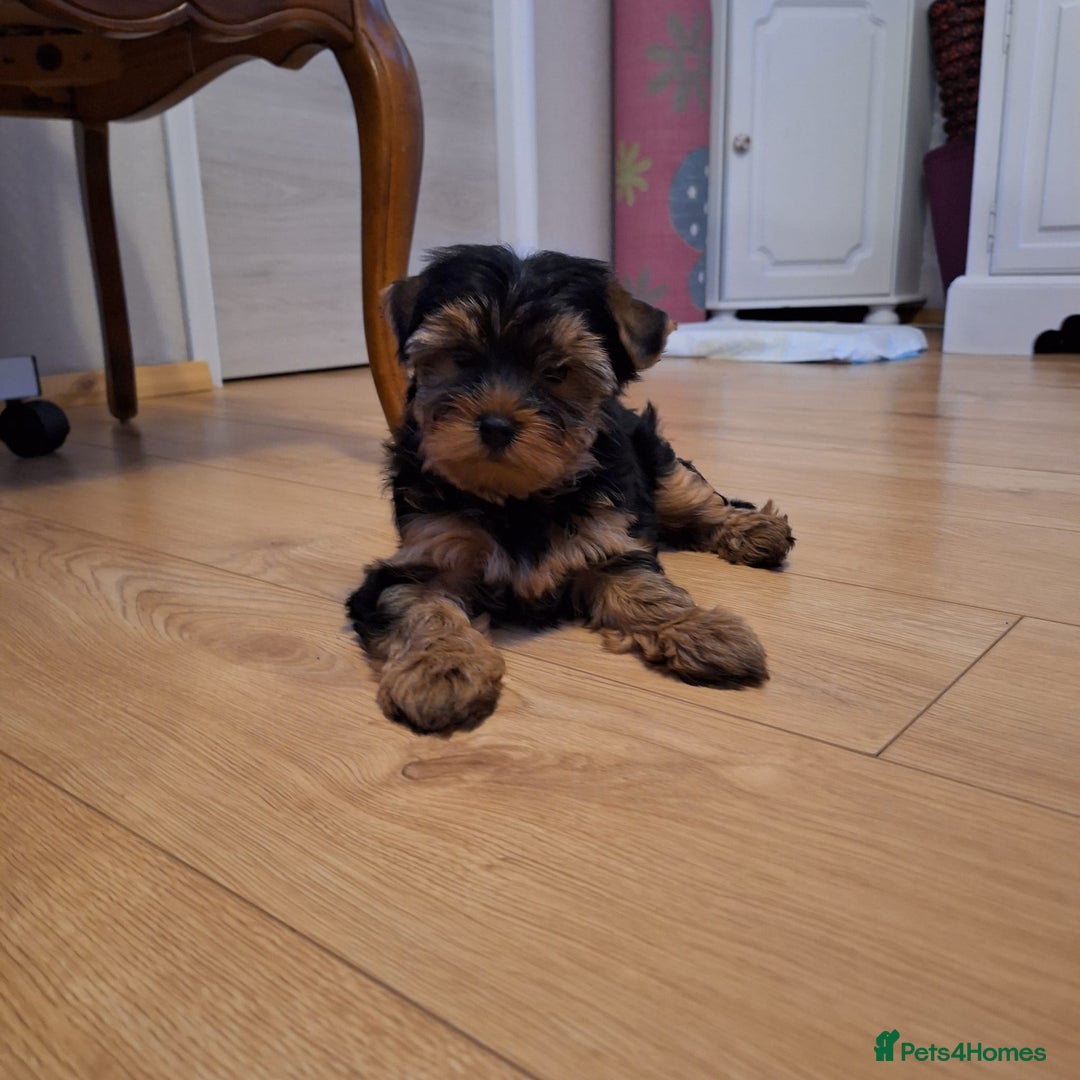 Yorkshire Terrier dogs for sale: Yorkshire Terrier Puppies (2 left) - Advert 35