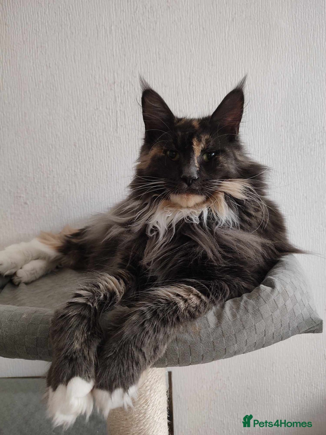 Maine Coon cats for sale: 🌟🌟Beautiful  Maine Coon kittens 🌟🌟🌟 - Advert 6