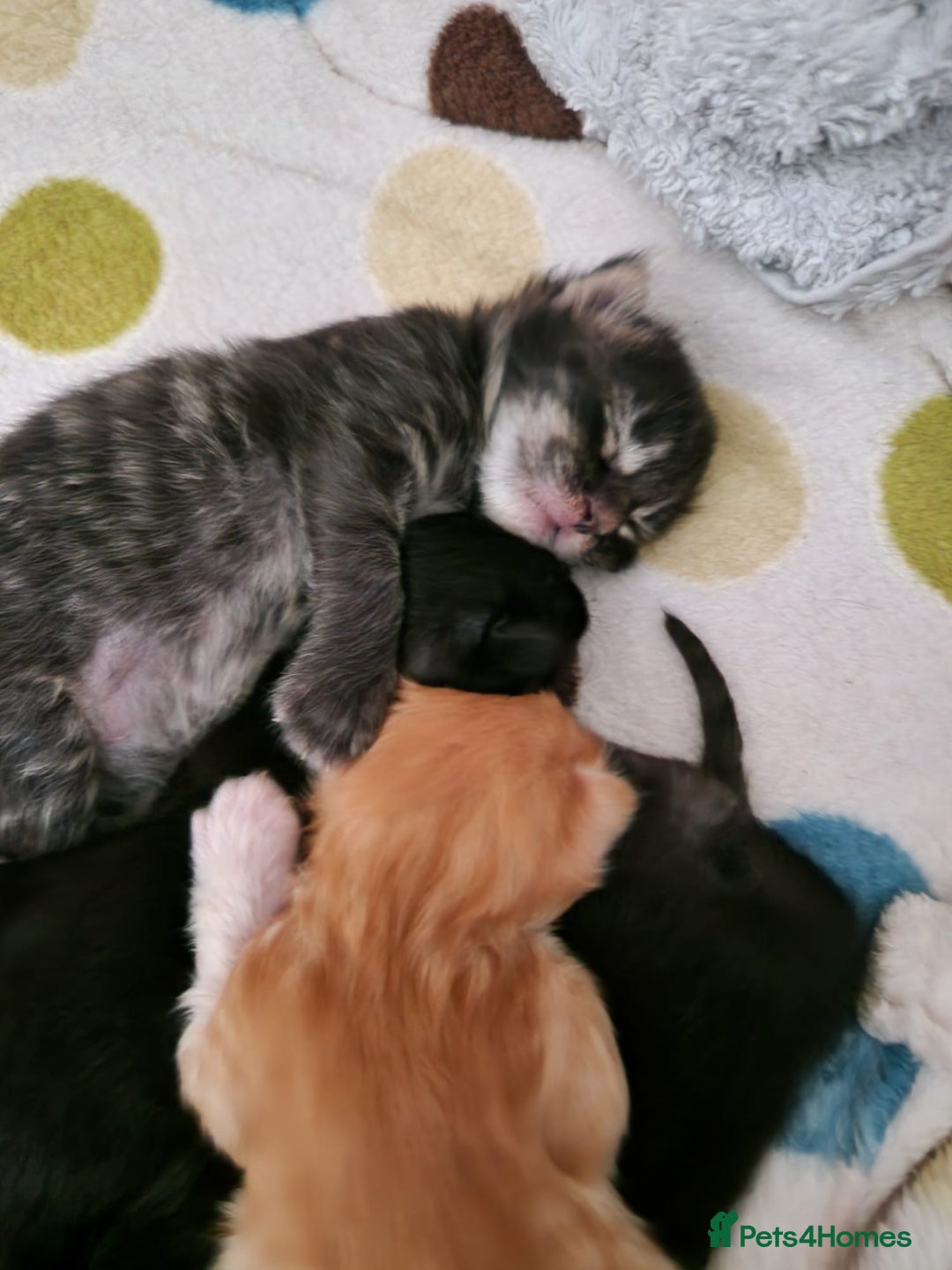 Maine Coon cats for sale: Mainecoon kitten - Image 12