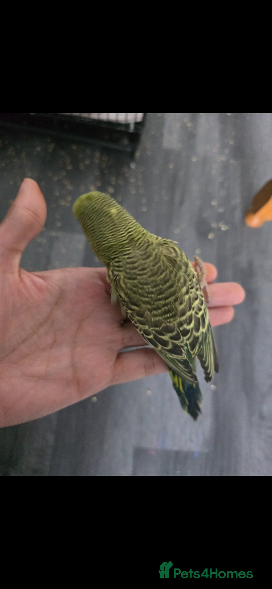 Budgerigars birds for sale: Baby budgies  - Advert 4