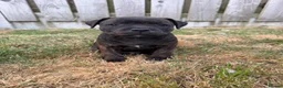 Staffordshire Bull Terrier dogs for sale: KC REGISTERED STAFFORDSHIRE BULL TERRIERS  - Advert 4