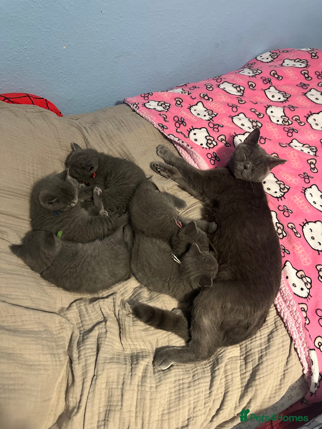 British Shorthair cats for sale: British short hair kittens - Advert 11