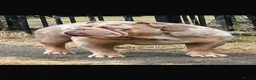 English Bulldog dogs for sale: English bulldogs (payment plan to selected buyers) - Advert 12
