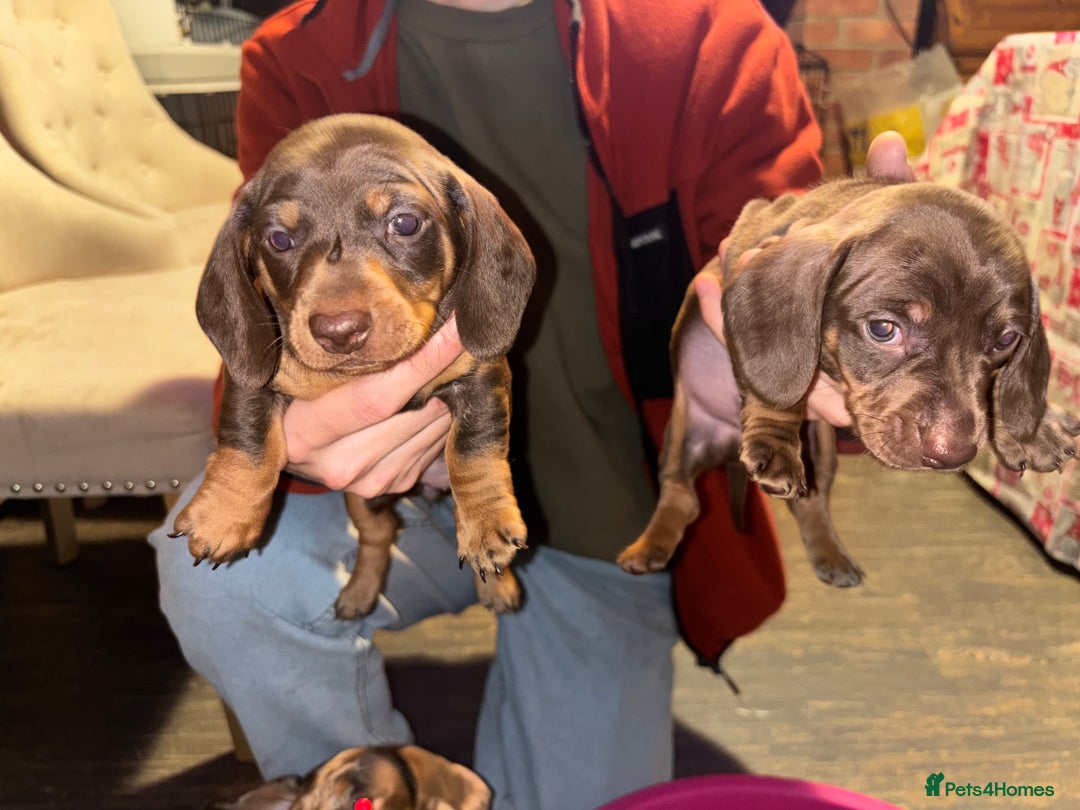 Dachshund dogs for sale: Gorgeous brown and tan dachshund puppies   - Advert 4