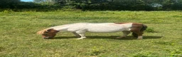 Shetland pony horses for sale: Miniature Shetland Mare - Advert 3