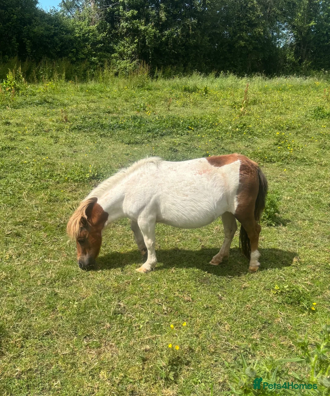 Shetland pony horses for sale: Miniature Shetland Mare - Advert 3
