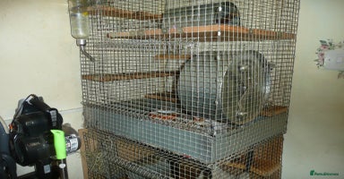 Chinchilla rodents - Advert 14