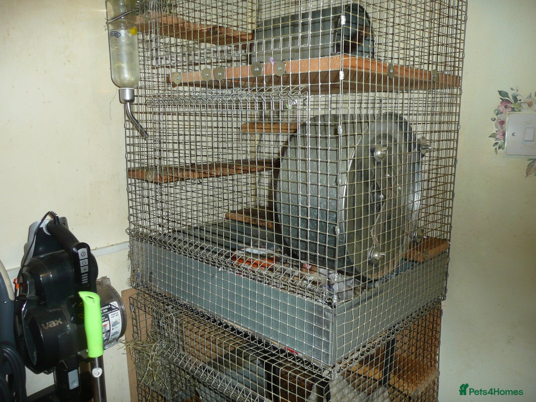 Chinchilla rodents for sale: Two ChincHilla's for sale. - Image 3