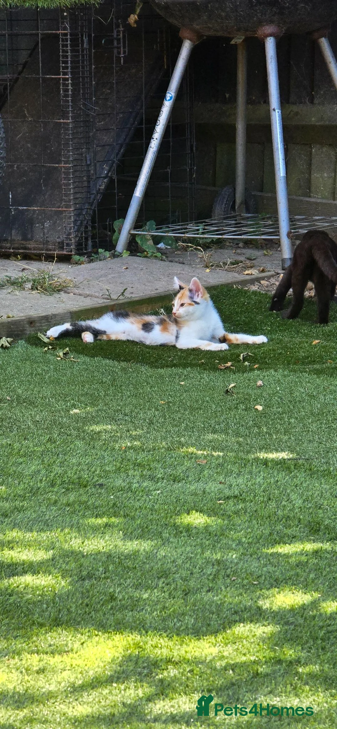 Mixed Breed cats for sale: Bengal cross kittens - Advert 1
