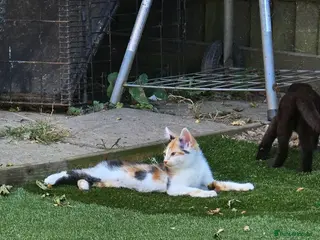 Mixed Breed cats Bengal cross kittens - Advert 1