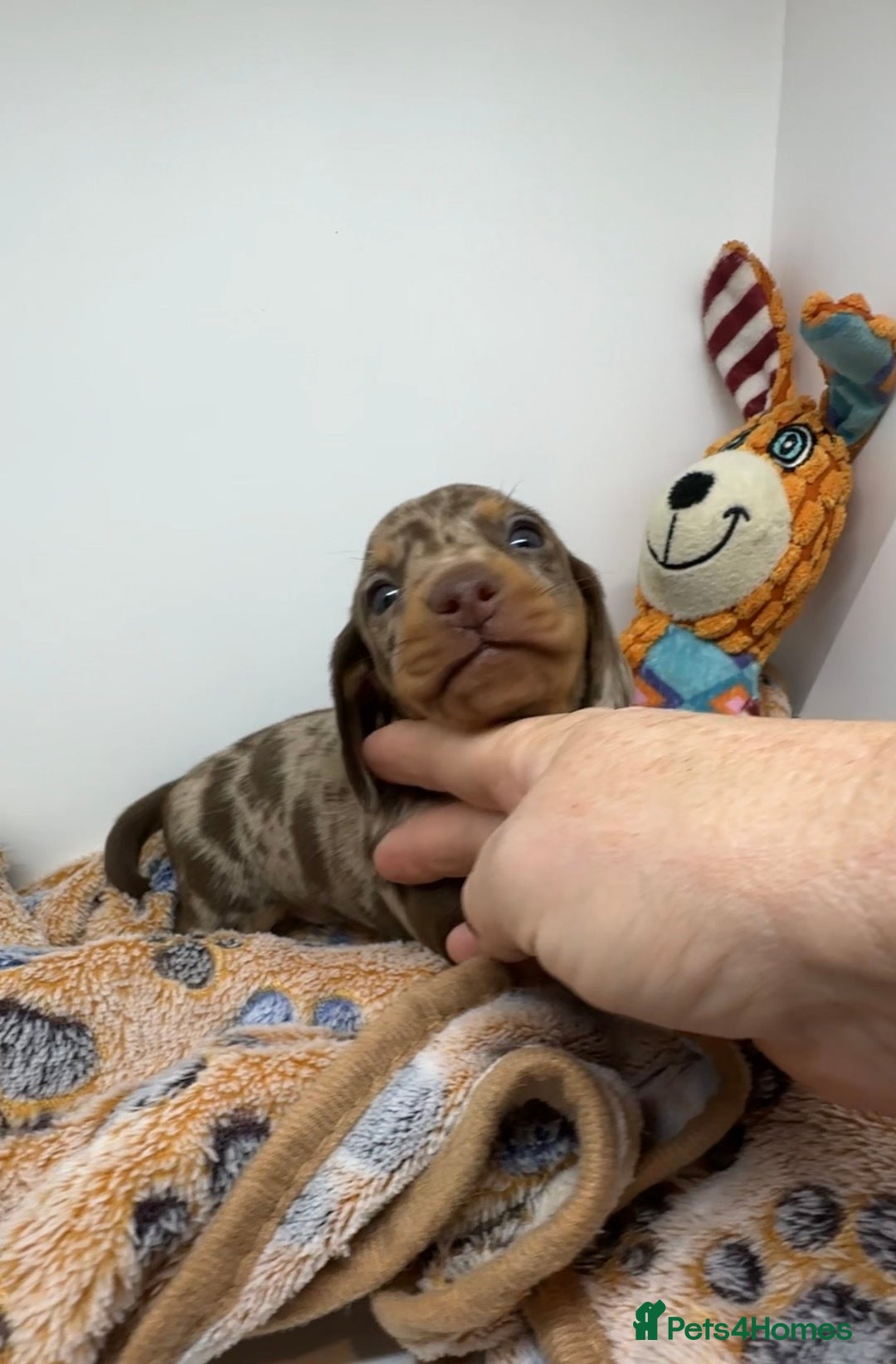 Miniature Dachshund dogs for sale: 3 Champion Line KC Miniature Dachshund Puppies  - Advert 8