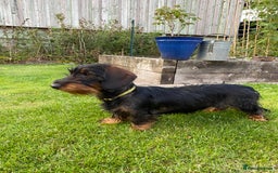 Dachshund dogs for sale: KC Standard wire haired dachshund - Image 2