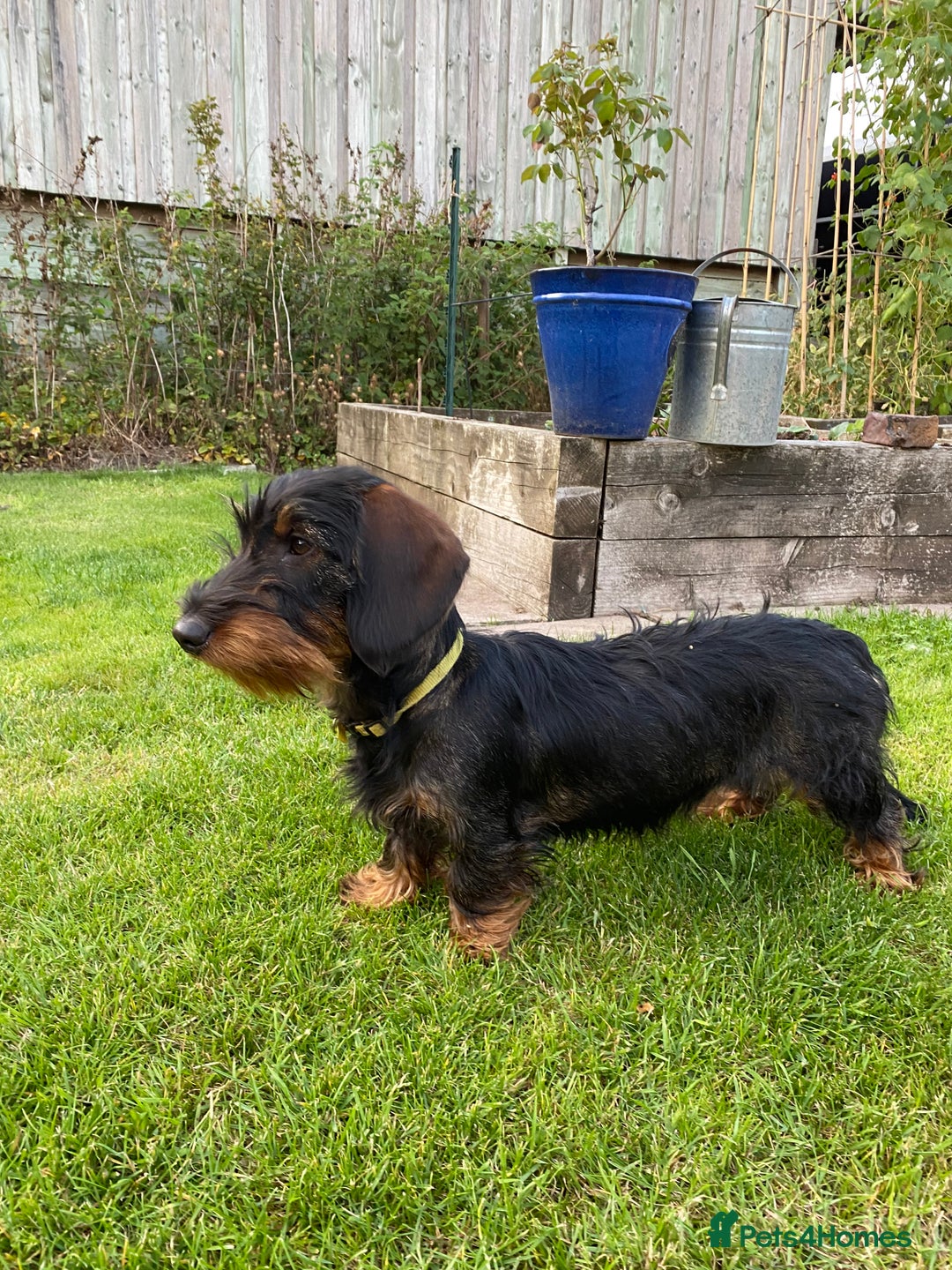 Dachshund dogs for sale: KC Standard wire haired dachshund - Image 2