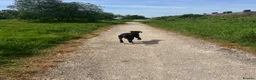 Mixed Breed dogs for sale: RottiCorso Puppy in Grimsby - Advert 3
